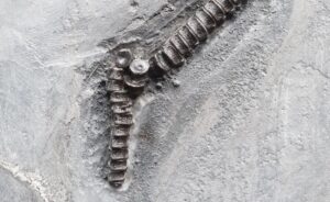 Fiann Smithwick Instagram - The newest addition to my collection! I found this juvenile ichthyosaur last year, but I've only just got it prepped by the talented Craig Chivers at @naturalselectionfossils. 
🗿🦈🗿
The fossil was really exposed when I found it, revealed by some rough weather. Another storm would probably have destroyed most of it. The sea had already taken the front paddle and part of the ribcage, so Craig reconstructed these beautifully to show what they would have looked like before being lost to the elements.
🦈☠🌊💨🌊
This beautiful little fossil is about 70 cm long and has one of the best skulls of any of my ichthys, and the tiniest back paddles! The tail is also weirdly broken up and the other side of the skull is exposed having drifted slightly when it lay on the seafloor. 
Around 198 million years old. 
🐬🦈🐬
#fossil #fossils #art #geology #palaeontology #paleontology #paleo #curiosity #ancient #history #collect #collection #animal #animals #evolution #science #museum #jewel #collecting #treasure #jaw #jaws #tooth #teeth #rare #dinosaur #age #dinosaurs #ichthyosaur #bones
