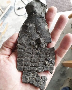 Fiann Smithwick Instagram - Here's a decent ichthyosaur front limb (colloquially known as a paddle) that I found a couple of years ago on the Jurassic Coast. 
🏖🌊🦈
I found it in bits and had to put it back together. I've still got a few more bones to reassemble but I've not yet figured out where they fit! If you swipe along, you can see what it looked like when still covered in shale before I removed it to reveal the detail of the bones. It's well preserved on both sides. 
🦈🐬🦈
These amazing bits of anatomy are some of the most exciting things to find as fossils. Sadly I don't have the rest of this animal, it was probably lost to the sea before I found this bit. 

#fossil #fossils #art #geology #palaeontology #paleontology #paleo #curiosity #ancient #history #collect #collection #animal #animals #evolution #science #museum #jewel #collecting #treasure #paddle #jaws #limb #hand #rare #dinosaur #age #dinosaurs #ichthyosaur #bones