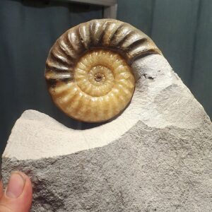 Fiann Smithwick Instagram - Here's an old time lapse video of some prep work I did using pneumatic micro tools (an airscribe) to reveal a beautiful Asteroceras obtusum ammonite from the Jurassic Coast. 
🌊🐚🌊
This was just the first stage of the prep to reveal one side of the shell. I also removed the rock from the other side of the shell to make it really stand out from the rock matrix in a sculptural way. It also makes it translucent so the light goes through it. 
🗿🗿
Swipe along to see what the fossil looked like after about 12 hours of prep work. 
.
#fossil #fossils #art #geology #palaeontology #paleontology #paleo #curiosity #ancient #history #collect #collection #animal #animals #evolution #science #museum #jewel #collecting #treasure #ammonite #ammonites #prep #timelapse #shell #beautiful #minerals #crystal #dinosaur #age