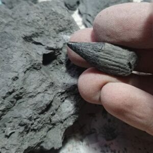 Fiann Smithwick Instagram - Here's an ichthyosaur tooth I found a few months ago on the Jurassic Coast. You could see the root sticking out of the rock, but I didn't know if the crown was there. I took the rock home and carefully removed some of the rock to reveal a perfect tooth. 
🦷🐬🦷
These teeth made these Early Jurassic ichthyosaurs well suited to eating large prey. I just need to remove some of the clay still stuck to this tooth and it'll be ready for display. 
#fossil #fossils #art #geology #palaeontology #paleontology #paleo #curiosity #ancient #history #collect #collection #animal #animals #evolution #science #museum #jewel #collecting #treasure #jaw #jaws #tooth #teeth #rare #dinosaur #age #dinosaurs #ichthyosaur #bones