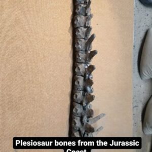 Fiann Smithwick Instagram - This is a section of a Jurassic plesiosaur I found a few years ago on the coast. I found the bones individually in very crumbly rock, so I removed them and was pretty happy to discover they fit back together. 

There may be more of this animal to find, but the rocks it came from have been covered by a large cliff fall since I found them! I live in hope more will be exposed at some point and I can put more of it back together.
🦴🦕🌊🦴
#fossil #fossils #art #geology #palaeontology #paleontology #paleo #curiosity #ancient #history #collect #collection #animal #animals #evolution #science #museum #plesiosaur #collecting #treasure #spine #vackbone #vert #vertebrae #rare #dinosaur #age #jurassiccoast #ichthyosaur #bones