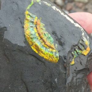 Fiann Smithwick Instagram - Sniffing out those iridescent ammonites with the help of my canine friend. This is exactly how I found this ammonite. It'll only take a little bit of effort to remove the matrix from the fossil, revealing the full beauty of this 200 million year old shell. 
🌈🐚🐶🐚🌈🐕
#fossil #fossils #art #geology #palaeontology #paleontology #paleo #curiosity #ancient #history #collect #collection #animal #animals #evolution #science #museum #jewel #collecting #treasure #ammonite #ammonites #iridescent #colorful #beauty #beautiful #minerals #crystal #dinosaur #age