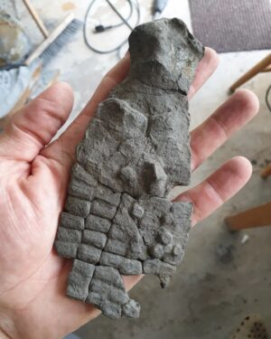Fiann Smithwick Instagram - Here's a decent ichthyosaur front limb (colloquially known as a paddle) that I found a couple of years ago on the Jurassic Coast. 
🏖🌊🦈
I found it in bits and had to put it back together. I've still got a few more bones to reassemble but I've not yet figured out where they fit! If you swipe along, you can see what it looked like when still covered in shale before I removed it to reveal the detail of the bones. It's well preserved on both sides. 
🦈🐬🦈
These amazing bits of anatomy are some of the most exciting things to find as fossils. Sadly I don't have the rest of this animal, it was probably lost to the sea before I found this bit. 

#fossil #fossils #art #geology #palaeontology #paleontology #paleo #curiosity #ancient #history #collect #collection #animal #animals #evolution #science #museum #jewel #collecting #treasure #paddle #jaws #limb #hand #rare #dinosaur #age #dinosaurs #ichthyosaur #bones