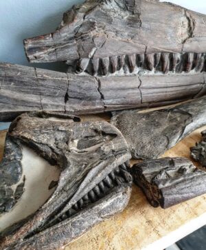 Fiann Smithwick Instagram - A few bits of bone in my collection from the Jurassic Coast. There are a few different species of marine reptile in this shot. Many of the fossils from the coast are fun to find, but bone like this always takes the top spot! 
🦴🦴🦈🦖🦴🦴
#fossil #fossils #art #geology #palaeontology #paleontology #paleo #curiosity #ancient #history #collect #collection #animal #animals #evolution #science #museum #jewel #collecting #treasure #jaw #jaws #tooth #teeth #rare #dinosaur #age #dinosaurs #ichthyosaur #bones