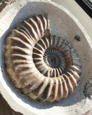 Fiann Smithwick Instagram - A perfect example of the ammonite Androgynoceras from Charmouth on the Jurassic Coast.

We're super lucky on the coast to have a huge variety of fossils preserved in all manner of ways. Beautiful 3D ammonites like this are relatively common, but each one is unique. 
🐚🌊🐚
#fossil #fossils #art #geology #palaeontology #paleontology #paleo #curiosity #ancient #history #collect #collection #animal #animals #evolution #science #museum #jewel #collecting #treasure #ammonite #ammonites #shell #shells #jurassiccoast #dorset #minerals #crystal #dinosaur #age