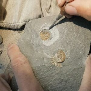 Fiann Smithwick Instagram - A short time lapse of a quick prep job on a Promicroceras ammonite from Lyme Regis. 
🐚🐚
Using pneumatic tools like this airscribe make cleaning up fossils much easier. You have to be careful though as they're pretty powerful and will easily damage the fossil of not used with caution! 
#fossil #fossils #art #geology #palaeontology #paleontology #paleo #curiosity #ancient #history #collect #collection #animal #animals #evolution #science #museum #jewel #collecting #treasure #ammonite #ammonites #prep #timelapse #shell #beautiful #minerals #crystal #dinosaur #age
