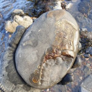 Fiann Smithwick Instagram - Easily one of the most disappointing fossils I've ever found! This is a beach- worn piece of shale with the remains of a rare ichthyosaur paddle in. 
🐬🦈
While the humerus (upper arm bone) and a couple of the paddle bones are still present most of it had already been eroded away by the sea by the time I'd found it. I'll keep searching for the missing bits, but in all likelihood, they've been lost forever. This is the fate of all fossils on an eroding coastline if they're not found and rescued.
🌊🌊🐚🌊🌊
#fossil #fossils #art #geology #palaeontology #paleontology #paleo #curiosity #ancient #history #collect #collection #animal #animals #evolution #science #museum #jewel #collecting #treasure #paddle #beach #arm #humerus #rare #dinosaur #age #dinosaurs #ichthyosaur #bones