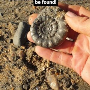 Fiann Smithwick Instagram - On a day when I wasn't finding much, I stumbled across this beauty just sitting waiting to be picked up on the sand. This one won't need much cleaning up, it's pretty much perfect as cleaned by the sea! 
🏖🌊🐚
#fossil #fossils #art #geology #palaeontology #paleontology #paleo #curiosity #ancient #history #collect #collection #animal #animals #evolution #science #museum #jewel #collecting #treasure #ammonite #ammonites #gold #jurassiccoast #beach #fossilhunting #minerals #crystal #dinosaur #age
