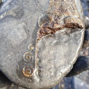 Fiann Smithwick Instagram - Easily one of the most disappointing fossils I've ever found! This is a beach- worn piece of shale with the remains of a rare ichthyosaur paddle in. 
🐬🦈
While the humerus (upper arm bone) and a couple of the paddle bones are still present most of it had already been eroded away by the sea by the time I'd found it. I'll keep searching for the missing bits, but in all likelihood, they've been lost forever. This is the fate of all fossils on an eroding coastline if they're not found and rescued.
🌊🌊🐚🌊🌊
#fossil #fossils #art #geology #palaeontology #paleontology #paleo #curiosity #ancient #history #collect #collection #animal #animals #evolution #science #museum #jewel #collecting #treasure #paddle #beach #arm #humerus #rare #dinosaur #age #dinosaurs #ichthyosaur #bones