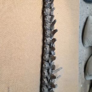 Fiann Smithwick Instagram - The tail bones of a 198 million year old plesiosaur I found on the Jurassic Coast. Still looking for the rest of it! 
🦈🐬🦈
#fossil #fossils #art #geology #palaeontology #paleontology #paleo #curiosity #ancient #history #collect #collection #animal #animals #evolution #science #museum #jewel #collecting #treasure #tail #spine #plesiosaur #verts #rare #dinosaur #age #dinosaurs #ichthyosaur #bones