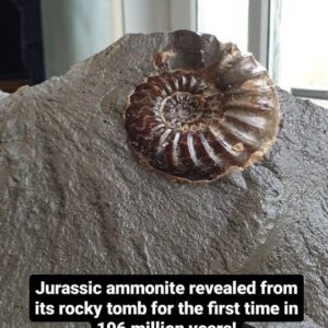Fiann Smithwick Instagram - I found this rock recently on the Jurassic Coast and split part of it to see what was inside. I was pretty pleased to see the edge of a 196-million-year-old ammonite! I brought it home before finishing the split to reveal this amazing Asteroceras obtusum ammonite preserved in brown crystalline calcite. 
🐚⚙
These are my favourite ammonites to find - the detail and colour of the fossil contrasts so well with the dark grey limestone rocks they're preserved in. This one won't take too much more work to prep now that it's split so nicely. I'll finish the job a bit more delicately in the workshop. 

#fossil #fossils #art #geology #palaeontology #paleontology #paleo #curiosity #ancient #history #collect #collection #animal #animals #evolution #science #museum #jewel #collecting #treasure #ammonite #ammonites #prep #reveal #split #jurassiccoast #minerals #crystal #dinosaur #age
