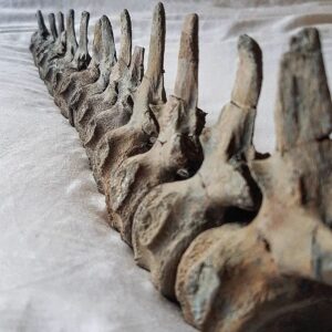 Fiann Smithwick Instagram - Looking down the tail of a 198-million-year-old plesiosaur. 
🦕🐬
I found these bones together in very fragile shale. It was so fragile that I decided to remove the bones and prepare each one individually. This then meant I could put them back into their original articulation in 3D. Now I just need to find the rest! 
🦖🦕
#fossil #fossils #art #geology #palaeontology #paleontology #paleo #curiosity #ancient #history #collect #collection #animal #animals #evolution #science #museum #jewel #collecting #treasure #spine #prep #tooth #teeth #rare #dinosaur #age #dinosaurs #plesiosaur #bones
