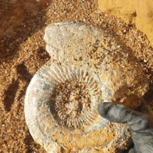 Fiann Smithwick Instagram - Sometimes they're easy to find! I found this large Middle Jurassic ammonite hiding under the sand while taking a stroll on the beach on the Jurassic Coast. You never know when you'll stumble across a piece of ancient natural treasure! 
🌊🐚🌊🏖
#fossil #fossils #art #geology #palaeontology #paleontology #paleo #curiosity #ancient #history #collect #collection #animal #animals #evolution #science #museum #jewel #collecting #treasure #ammonite #ammonites #gold #beach #reveal #jurassiccoast #minerals #crystal #dinosaur #hidden
