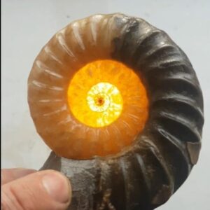 Fiann Smithwick Instagram - One of the coolest things about some of the 3D ammonites from the Jurassic Coast is that if you completely remove the rock from both sides of the fossil and put a light behind it, it glows.
🔦🐚☀️
This is thanks to the ammonite being preserved in crystalline calcite, which lets some light through but not all. These yellow ones glow a beautiful orange. Nature's art! 

#fossil #fossils #art #geology #palaeontology #paleontology #paleo #curiosity #ancient #history #collect #collection #animal #animals #evolution #science #museum #jewel #collecting #treasure #ammonite #ammonites #gold #glowing #beauty #beautiful #minerals #crystal #dinosaur #age ones