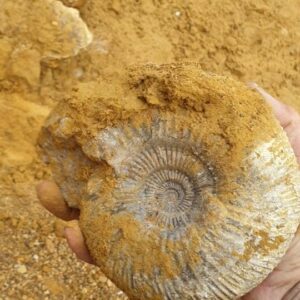 Fiann Smithwick Instagram - Sometimes you get lucky and find a fossil that needs very little preparation, nature has done the work for you! This is an ammonite from the Middle Jurassic of Dorset. It was freshly washed out of the cliffs and sitting waiting to be found in the mud. This one will clean up nicely. 
🌊🐚🌊
#fossil #fossils #art #geology #palaeontology #paleontology #paleo #curiosity #ancient #history #collect #collection #animal #animals #evolution #science #museum #outdoors #collecting #treasure #ammonite #ammonites #jurassiccoast #beach #dorset #fossilhunting #minerals #crystal #dinosaur #age