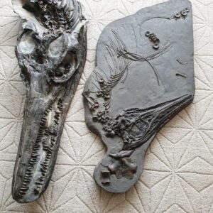 Fiann Smithwick Instagram - Two ichthyosaurs I found on the Jurassic Coast around a decade ago. On the left is a juvenile Temnodontosaurus platyodon and on the right is an adult Ichthyosaurus communis. The fact that the Temno is a juvenile and the Ichthyosaurus is an adult gives you an impression of the size difference between these two species!
🌊🦈🐬
#fossil #fossils #art #geology #palaeontology #paleontology #paleo #curiosity #ancient #history #collect #collection #animal #animals #evolution #science #museum #jewel #collecting #treasure #jaw #jaws #tooth #teeth #rare #dinosaur #age #dinosaurs #ichthyosaur #bones