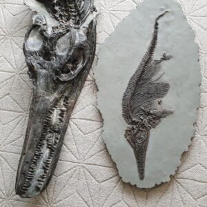 Fiann Smithwick Instagram - My biggest ichthyosaur next to my best one (well, a cast of it anyway!). I found both of these on the Jurassic Coast about five years apart. 
🏖🏞🌊
Several species of ichthyosaur lived alongside one another in the Early Jurassic seas of what is now the UK. The largest, Temnodontosaurus, was the top predator at the time and would have happily eaten the smaller species. The large skull here is a juvenile Temnodontosaurus, the adults had skulls up to three times this big! 
🦈🐬🦈
The cast of the smaller one is available in my shop, check out the link in my bio to take a look!

#fossil #fossils #art #geology #palaeontology #paleontology #paleo #curiosity #ancient #history #collect #collection #animal #animals #evolution #science #museum #jewel #collecting #treasure #jaw #jaws #tooth #teeth #rare #dinosaur #age #dinosaurs #ichthyosaur #bones