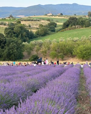 Filippa Lagerbäck Instagram - Un concerto immersi nella natura, in un meraviglioso campo di lavanda della Toscana, viaggiando con la musica di @emiliano.toso che ci regala sempre e solo buone vibrazioni. Grazie di 💜🐝🌾
