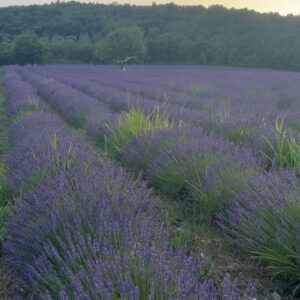 Filippa Lagerbäck Instagram - Un concerto immersi nella natura, in un meraviglioso campo di lavanda della Toscana, viaggiando con la musica di @emiliano.toso che ci regala sempre e solo buone vibrazioni. Grazie di 💜🐝🌾