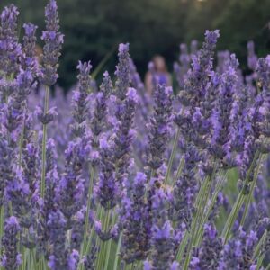 Filippa Lagerbäck Instagram - Un concerto immersi nella natura, in un meraviglioso campo di lavanda della Toscana, viaggiando con la musica di @emiliano.toso che ci regala sempre e solo buone vibrazioni. Grazie di 💜🐝🌾