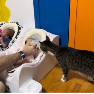 Gabourey Sidibe Instagram - For those of you wondering how Aaron and Derrell are feeling with the arrival of the twins,  they are protective and jealous and not at all aggressive with them. They both patrol the nursery a few times a night for safety checks😽👶🏽😽👶🏻