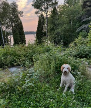 Geneviève O'Gleman Instagram - Soirée pizza au bord du Lac St-Jean!

L’été dernier, ma grande amie Caro m’a invitée pour faire du télétravail dans sa roulotte située sur le bord du Lac St-Jean… j’ai tellement aimé ça que c’est devenu mon rendez-vous annuel! 

Télétravail le jour, et dès que je ferme mon portable, j’enfile mon maillot et je plonge dans le lac!

De retour cette année, on a enchaîné les bonnes bouffes et les bons moments ensemble. 

Hier soir, un verre de blanc à la main, on s’est amusées à faire des pizzas sur sa petite terrasse, sous la supervision de son Double Doodle Pauline (alias Popo!) 

Notre création : pizza blanche, burrata, prosciutto, pêches, basilic et huile d’olive. Un délice!

Et en passant @ricardocuisine ton four à pizza est parfait! 👌🏻👌🏻

J’adooooore venir au lac !! 

Geneviève xx
