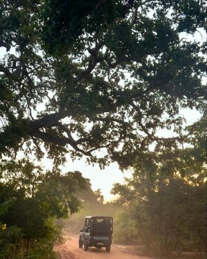 Genoveva Casanova Instagram - Perla de Oriente, Isla Resplandeciente, Paraíso sobre la Tierra, Lágrima de la India… Sri Lanka!! 🇱🇰💚🙏🏻

#wildlife #safari #srilanka #travel #friends