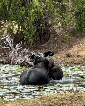 Genoveva Casanova Instagram - Perla de Oriente, Isla Resplandeciente, Paraíso sobre la Tierra, Lágrima de la India… Sri Lanka!! 🇱🇰💚🙏🏻

#wildlife #safari #srilanka #travel #friends