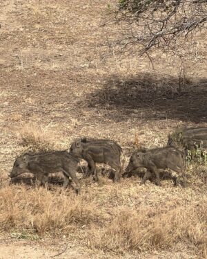 Genoveva Casanova Instagram - Perla de Oriente, Isla Resplandeciente, Paraíso sobre la Tierra, Lágrima de la India… Sri Lanka!! 🇱🇰💚🙏🏻

#wildlife #safari #srilanka #travel #friends