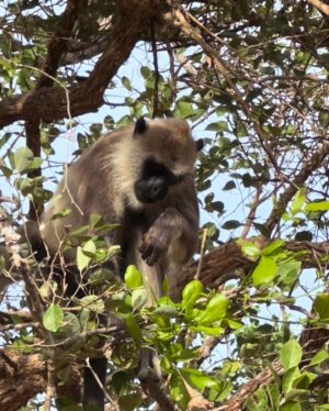 Genoveva Casanova Instagram - Perla de Oriente, Isla Resplandeciente, Paraíso sobre la Tierra, Lágrima de la India… Sri Lanka!! 🇱🇰💚🙏🏻

#wildlife #safari #srilanka #travel #friends