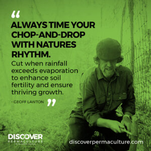 Geoff Lawton Instagram - For a deeper dive into the best time to chop-and-drop, check out the previous post. 

#permaculture #discoverpermaculture #permaculturedesign #permaculturecourse #permaculturedesigncourse #organicgardening #planthealth #gardening #mulch #pollard #coppice #permaculturegarden #foodforest #chopanddrop #permaculturetip