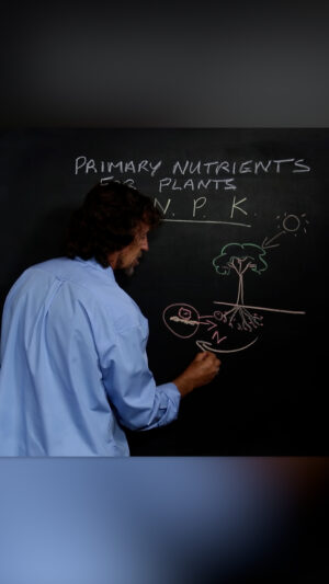 Geoff Lawton Instagram - Leguminous trees, through their symbiotic relationships with rhizome bacteria, have the potential to influence nitrogen cycles and enrich soil fertility.

Explore how to create resilient, self-sufficient, and sustainable landscapes with Geoff's Online Permaculture Design course! Click the link in our bio or visit www.discoverpermaculture.com to learn more. If you decide to enroll, use the code INSTA150 for a $150 discount on tuition.

#permaculture #discoverpermaculture #permaculturedesign #sustainablegardening #organicgardening #soilhealth #nitrogenfixingplants #growyourownfood #permaculturecourse