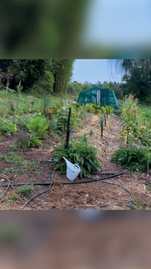 Geoff Lawton Instagram - Geoff is back in Australia 🇦🇺showcasing the different permaculture projects that people have been working on at Zaytuna Farm.

#permaculture #discoverpermaculture #permaculturedesign #permaculturelife #foodforest #swale #permaculturegarden #naturalswimmingpool #zaytunafarm #permaculturefarm