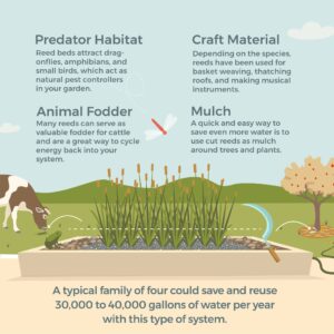 Geoff Lawton Instagram - Ready to transform your household greywater into a thriving ecosystem? Discover how with our latest infographic, offering a step-by-step guide on creating greywater reedbed systems. By harnessing nature's filtration power, you'll not only conserve water but also save money and prevent downstream pollution.

Interested in diving deeper into permaculture? Geoff's online Permaculture Design Certificate course provides comprehensive training in designing regenerative systems like these and much more! Click the link in our bio to learn more and sign up today! 

#permaculture #discoverpermaculture #permaculturecourse #greywater #reedbed #gardening #irrigation #greenliving #greendesign #sustainable #sustainableliving #sustainability #ecofriendly #waterconservation #recycling #recyclewater #environmentallyfriendly #renewableresources #organicgardening #howtomake #diy