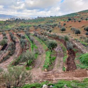 Geoff Lawton Instagram - The Jerash University Permaculture Project is making significant progress in Jordan. They are transforming this standard olive monoculture orchard into a food forest using various sustainable techniques such as support species and water harvesting swales. They have also established a crop-growing system in a polytunnel using smart chicken composting systems. The chickens produce eggs and brood chicks for meat and create all the compost fertilizer needed for the crop system. They use a tractor with a wood chipper and compost turner attachment to turn compost quickly and efficiently. 

The project is funded by the Adaptation Fund, with implementing partner UN Habitat and executing entity the Permaculture Research Institute. It offers hands-on permaculture education to students and reaches out to local villages and refugee communities, bringing hope for a secure and sustainable future for all. Geoff has also adapted his online permaculture design course for 200 aid recipients.

#permaculture #discoverpermaculture #foodforest #waterharvesting #swale #compost #fertilizer #garden #desertgarden #jerashuniversity #foodsecurity #watersecurity #waterscarcity #climateadaption #RWSCC #تغير_المناخ

w/ @UN-Habitat بالعربية @UNHabitatJORDAN @adaptationfund @unescwa @UnHabitat @adaptationfund @greeningthedesertprojectii