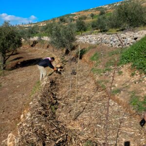 Geoff Lawton Instagram - The Jerash University Permaculture Project is making significant progress in Jordan. They are transforming this standard olive monoculture orchard into a food forest using various sustainable techniques such as support species and water harvesting swales. They have also established a crop-growing system in a polytunnel using smart chicken composting systems. The chickens produce eggs and brood chicks for meat and create all the compost fertilizer needed for the crop system. They use a tractor with a wood chipper and compost turner attachment to turn compost quickly and efficiently. 

The project is funded by the Adaptation Fund, with implementing partner UN Habitat and executing entity the Permaculture Research Institute. It offers hands-on permaculture education to students and reaches out to local villages and refugee communities, bringing hope for a secure and sustainable future for all. Geoff has also adapted his online permaculture design course for 200 aid recipients.

#permaculture #discoverpermaculture #foodforest #waterharvesting #swale #compost #fertilizer #garden #desertgarden #jerashuniversity #foodsecurity #watersecurity #waterscarcity #climateadaption #RWSCC #تغير_المناخ

w/ @UN-Habitat بالعربية @UNHabitatJORDAN @adaptationfund @unescwa @UnHabitat @adaptationfund @greeningthedesertprojectii