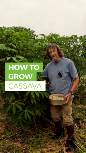 Geoff Lawton Instagram - Join Geoff as he introduces you to the incredible Cassava (Manihot esculenta), a staple in many tropical regions.

#permaculture #discoverpermaculture #cassava #manihotesculenta #growyourown #garden #gardening #foodgardens #permaculturelife #sustainableliving #maincrop #zaytunafarm