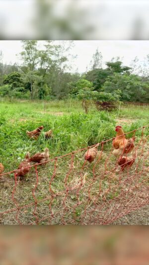 Geoff Lawton Instagram - Sustainable Farming with Chicken Tractors and Mobile Net Fences.

#permaculture #discoverpermaculture #permaculturedesign #chickentractor #chickens #compost #fencing #mobilechickencoop #sustainable #sustainableliving #recycledmaterials #zaytunafarm