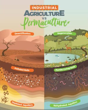 Geoff Lawton Instagram - Industrial Agriculture Vs Permaculture

A lot of people are unaware of the negative impact of industrial farming and the positive impact of permaculture. Some of humanity's most pressing issues, including soil degradation, loss of biodiversity, pollution, and food insecurity, can be solved with permaculture design strategies.

You can learn more about permaculture by joining The Permaculture Circle, which hosts 100's of Geoff's free videos, animations, PDFs, and other permaculture resources, just by providing your email address here: https://www.discoverpermaculture.com/thepermaculturecircle

But if you're ready to dive right in, you might want to consider enrolling in Geoff's 2024 Online Permaculture Design course. In it, you'll gain a comprehensive understanding of permaculture design, principles, and practices. You can find a direct link to the course in our bio. If you decide to enroll, make sure to use the code 'INSTA150' to receive a $150 discount on tuition.

#permaculture #discoverpermaculture #permaculturecourse #permaculturedesigncourse #agriculture #industrialagriculture #permaculturedesign #sustainable #sustainableliving #sustainability #regenerative #regenerativeagriculture #organicfarming #organicgardening #ecofriendly #greenliving #permacultureliving