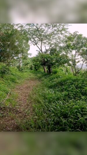 Geoff Lawton Instagram - Touring the abundant and diverse section of a food forest swale 🥭🍈☕🍌🍏🍒

#permaculture #discoverpermaculture #foodforest #forestgarden #swale #growfood #growyourownfood #legumes #pollard #mango #jackfruit #coffee #bannana #custardapple #brazilcherry #zaytunafarm #permacultureresearchinstitute