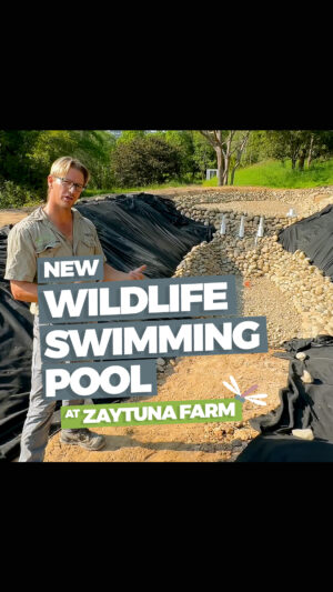Geoff Lawton Instagram - Join Geoff and his son, @danial.lawton, as they share the secrets behind the latest project at Zaytuna Farm - a wildlife swimming pool! Constructed with natural materials, this pool will not only serve as a water feature but also foster a thriving ecosystem 🌿

#permaculture #discoverpermaculture #zaytunafarm #wildlifepool #wildlifepond #naturalswimmingpool #wildlife #ecosystem #permaculturedesign #sustainabledesign #sustainableliving #greenliving #waterconservation #nature #permaculturelife