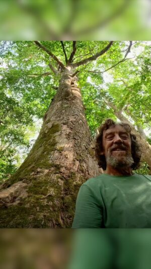 Geoff Lawton Instagram - Meet some of Zaytuna Farm's oldest residents 🌳

#permaculture #discoverpermaculture #ficusmacrophylla #syncarpia #turpentinetree #brushbox #trees #treesofinstagram #gianttrees #forest #nature #naturelovers #botany #zaytunfarm #permacultureresearchinstitute