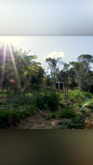 Geoff Lawton Instagram - Discover Geoff's top three priorities for any garden, big or small! 🌱☀️💧

#permaculture #discoverpermaculture #permaculturetips #garden #gardening #greenthumb #gardenbed #urbangarden #organicgardening #raisedgardenbed #containergarden #selfsufficiency #sustainable #sustainablegardening #growyourown #greenliving #healthyliving #ecofriendly