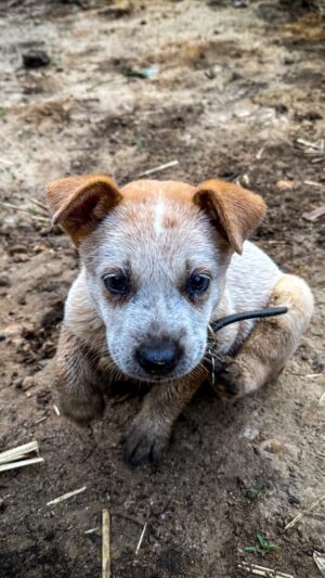 Geoff Lawton Instagram - Meet the newest member of the team - Dusty! 🐕

Dusty is a lively six-week-old Australian Red Cattle Dog, and you can expect to catch glimpses of Dusty in upcoming videos! 

#permaculture #discoverpermaculture #australiancattledog #redcattledog #cattledogpuppy #puppy #dog #dogs #doglovers