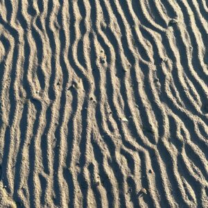 Gert Wingårdh Instagram - Stilla hav.

Det börjar anas liv o rörelse i strandbrynet.

Solen väcker livet.

Varje år lika stort. Fågelsång, fiskyngel och den eviga jakten på föda. Liv helt enkelt. Luv it.