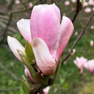 Gert Wingårdh Instagram - Luften svalnar..

Vattenångan blir dis...

Magnolian skönhetsbadar....

Öppnar upp och suktar...

Våren är här

Jaaaaaaaaaaaaaa.......