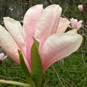 Gert Wingårdh Instagram - Luften svalnar..

Vattenångan blir dis...

Magnolian skönhetsbadar....

Öppnar upp och suktar...

Våren är här

Jaaaaaaaaaaaaaa.......