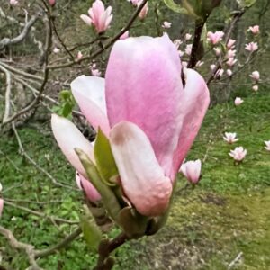 Gert Wingårdh Instagram - Luften svalnar..

Vattenångan blir dis...

Magnolian skönhetsbadar....

Öppnar upp och suktar...

Våren är här

Jaaaaaaaaaaaaaa.......