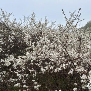 Gert Wingårdh Instagram - Luften svalnar..

Vattenångan blir dis...

Magnolian skönhetsbadar....

Öppnar upp och suktar...

Våren är här

Jaaaaaaaaaaaaaa.......