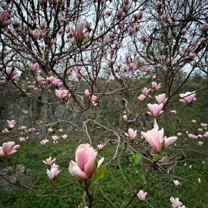 Gert Wingårdh Instagram - Luften svalnar..

Vattenångan blir dis...

Magnolian skönhetsbadar....

Öppnar upp och suktar...

Våren är här

Jaaaaaaaaaaaaaa.......